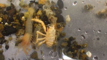Media type: image;   Invertebrate Zoology 153106 Description: live specimen;